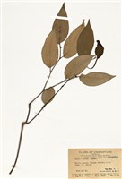 藏品(山蒟)的圖片